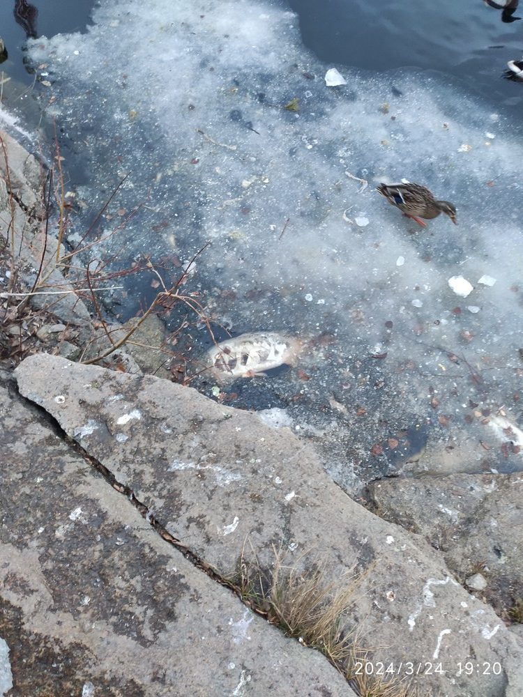 Карпы тц радуга парк