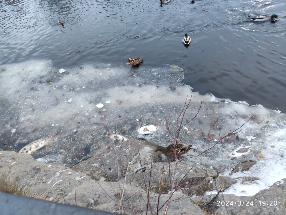 Карпы тц радуга парк