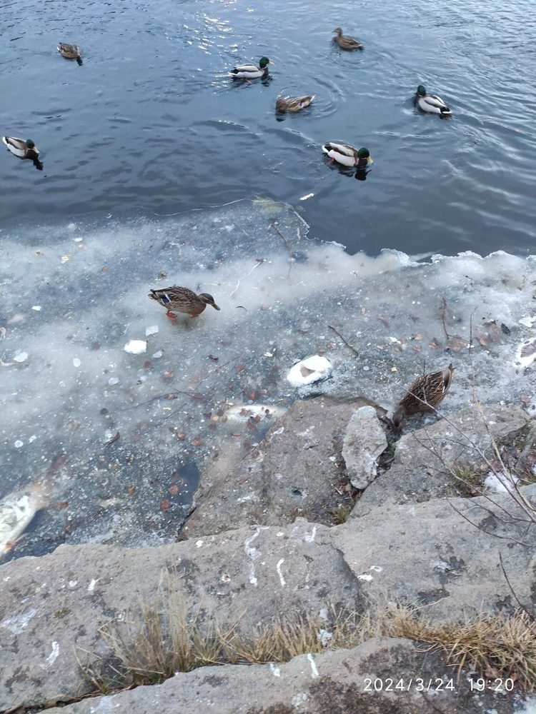 Карпы тц радуга парк