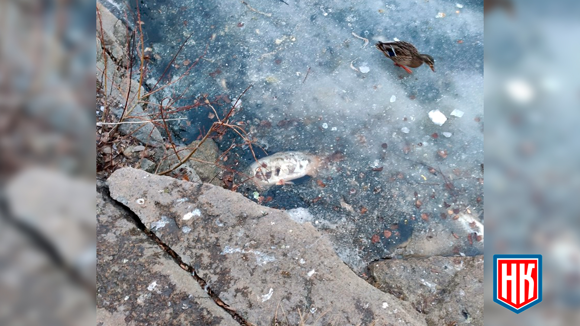 Карпы тц радуга парк